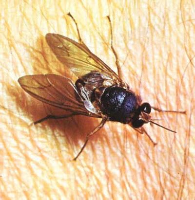 10 Interesting Tsetse Fly Facts and Pictures | Endangered Animals Facts ...