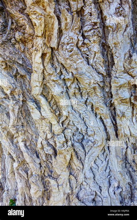 Bark of the Black Poplar (populus nigra) Herefordshire UK Stock Photo ...