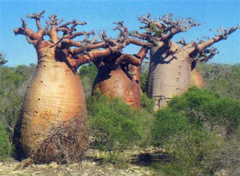 baobabs _ Madagascar | Baobab tree, Mimosa tree, Baobab