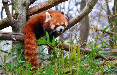 Red pandas: adorable gardeners of the bamboo forest | One Earth