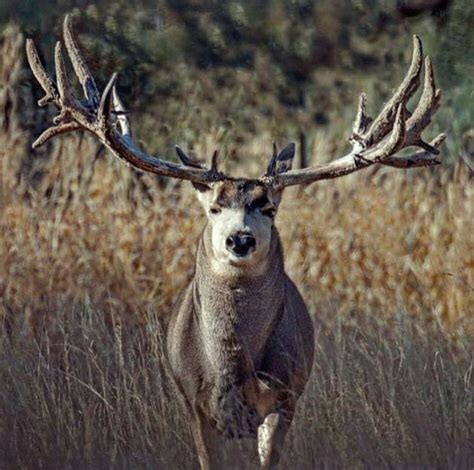 Pin on Deer