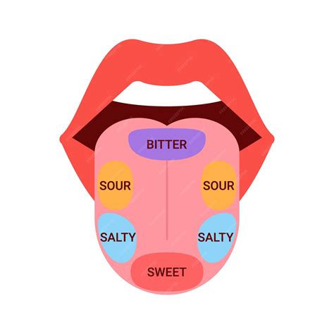 Premium Vector | Map of tongue with parts sense taste Taste buds ...