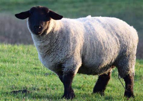 Suffolk Sheep ~ The Breed to Raise for Meat and Wool - Rural Living Today