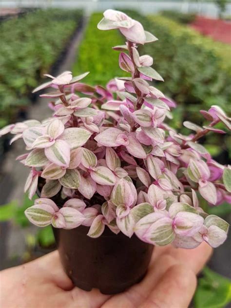 Callisia repens 'Pink Lady' (Turtle Vine) #kalanchoe #succulentopedia # ...