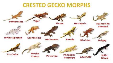 Crested Gecko Morphs List: Colors & Species (Pictures)