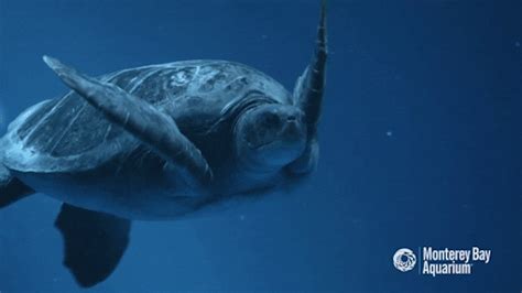 Sea Turtle Swimming GIF by Monterey Bay Aquarium - Find & Share on GIPHY