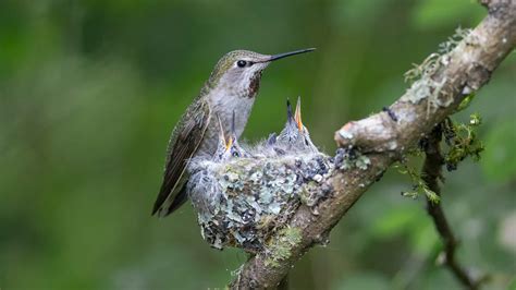 Baby Hummingbirds Eggs