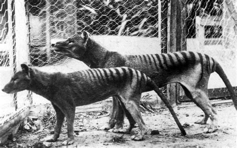 Scientists plan resurrection of Tasmanian tiger, animal that’s been ...