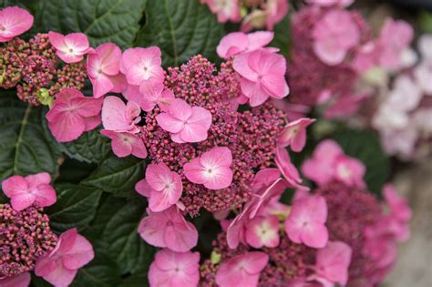 Pop Star® Bigleaf Hydrangea | Endless Summer