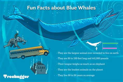 11 Facts About Blue Whales, the Largest Animals Ever on Earth