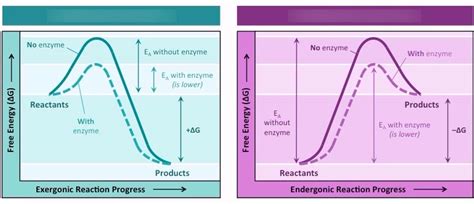 Endergonic and exergonic reactions Diagram | Quizlet