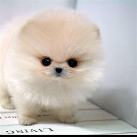 Baby Teacup Pomeranian Pictures Of Puppies - Get Images