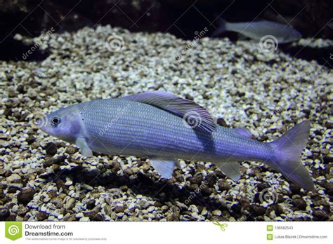 Common dace stock image. Image of common, widlife, adult - 106582543