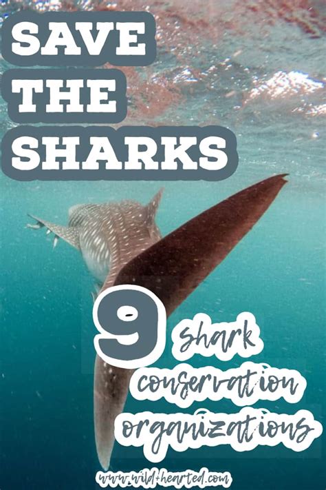 Save the Sharks | Shark Conservation Organizations to Follow + Support