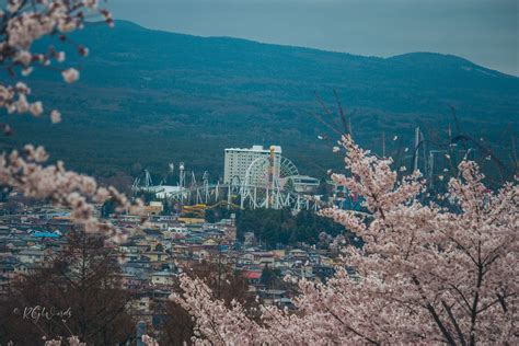 Must Visit Place Around Lake Kawaguchiko in Cherry Blossom in 2024 ...