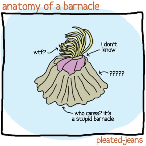 anatomy-of-a-barnacle – Pleated Jeans