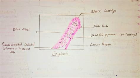 Epiglottis Histology Labeled