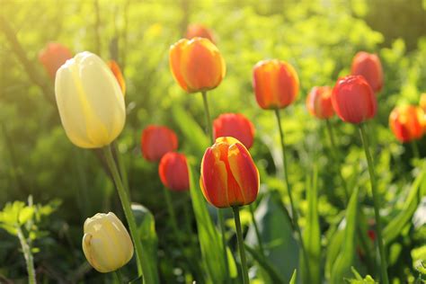 15 Best spring wallpaper tulips You Can Use It At No Cost - Aesthetic Arena