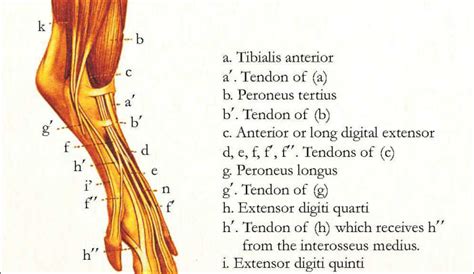 Pig Muscle Skeletal Veterinary Anatomy Poster 24" X 36" Wall Chart Art ...