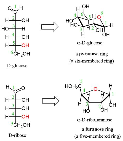 What Is The Chemical Makeup Of Carbohydrates | Makeupview.co