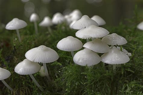 mycena | Stuffed mushrooms, Mushroom fungi, Beautiful photography