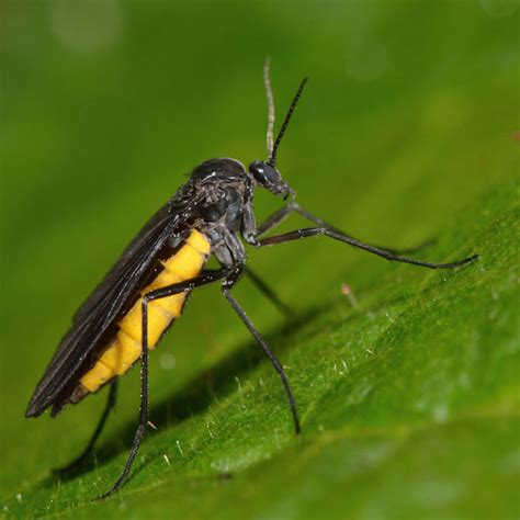 Fungus Gnat Identification, Habitat & Behavior | Ja-Roy