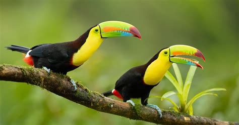 Keel-Billed Toucan Bird Facts | Ramphastos sulfuratus - Wiki Point