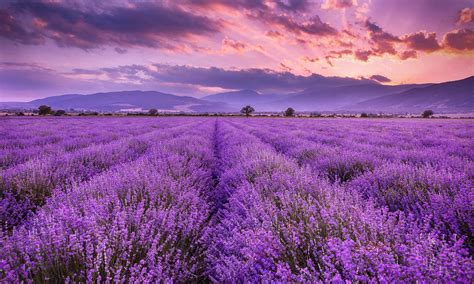 Beautiful Lavender Field Wallpapers - Wallpaper Cave