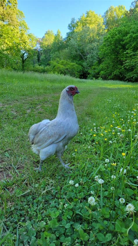 Rumpless Tufted Araucana – The Pasture Farms