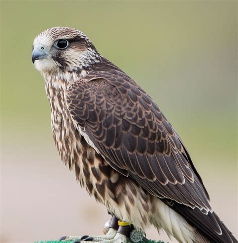 Seneca Meadows landfill announces names of baby falcons | Local News ...