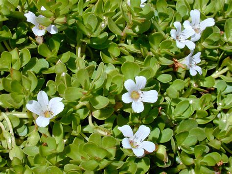 Bacopa | Plant Medicine