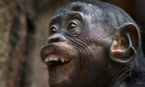 Monkey see, monkey do: The remarkably human faces pulled by our primate ...