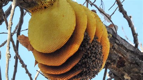 Photos: Unique honey bee nest in Colorado | ksdk.com