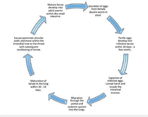 Life Cycle of Ascaris lumbricoides (Full Cycle Takes Two to Three ...