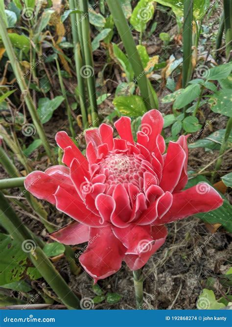 Red Ginger Lily Plants in the Garden Stock Photo - Image of lily ...