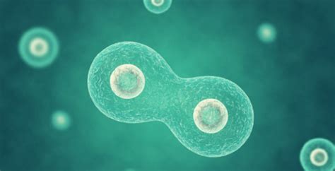 What are multicellular Organisms - Concept, functions and examples