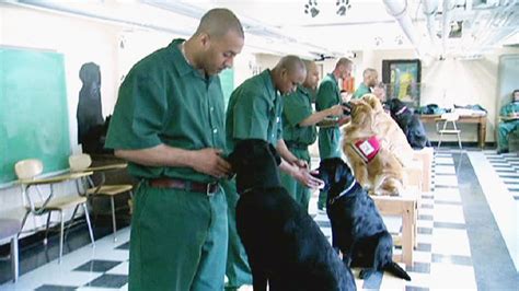 Prisoners Train Puppies to Aid Wounded Soldiers - Video