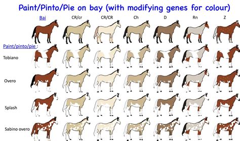 Horse Genetics 2.0: Colours | Laboratoire de génétique vétérinaire