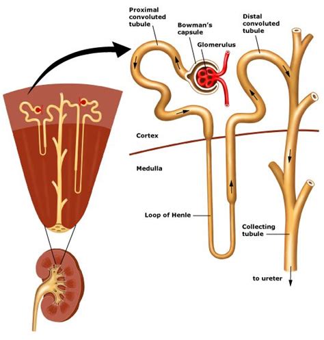 106 best Renal System images on Pinterest