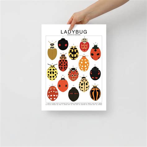 Ladybug Species ID Chart - Insects Fauna Art Print 8x10 – Ed's Plant Shop