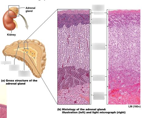 Anatomy Of The Adrenal Glands Diagram Quizlet | The Best Porn Website