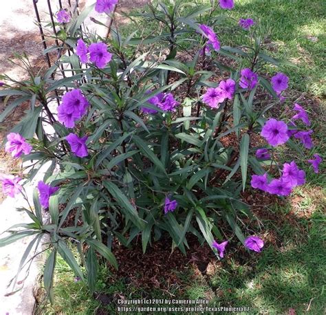 Photo of Mexican Petunia (Ruellia simplex) uploaded by TexasPlumeria87 ...