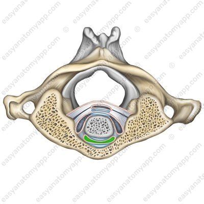 Median atlanto-axial joint – Easy Anatomy 3D