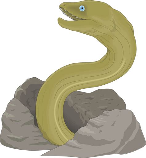 Free Cartoon Eel, Download Free Cartoon Eel png images, Free ClipArts ...