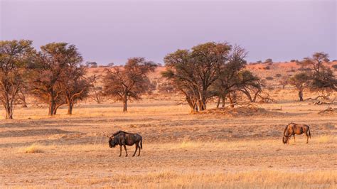 Top 10 Tourist Attractions In Botswana - Secret Africa