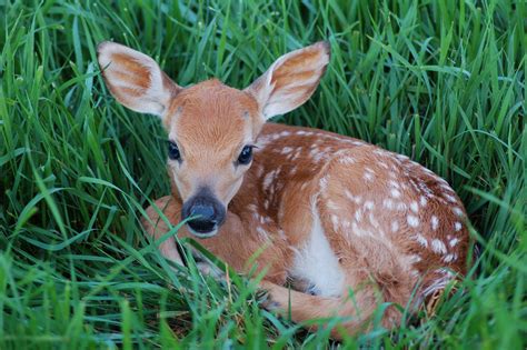 Do Not Bother The Fawns! – Rehabilitating Orphan and Injured Wildlife ...