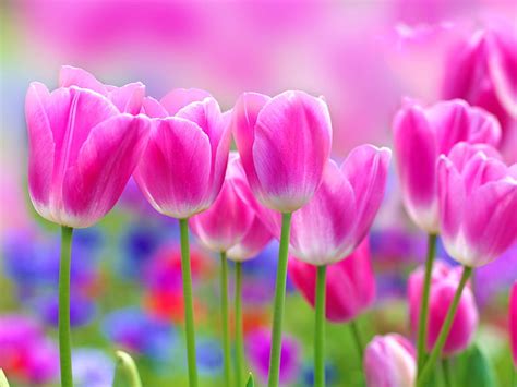 HD wallpaper: Sunset tulips field, pink flower field, sky | Wallpaper Flare