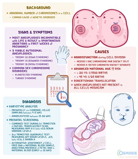 Aneuploidy: What Is It, Causes, Diagnosis, and More | Osmosis