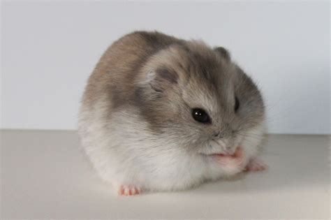 Winter White Dwarf Hamster - Profile | Facts | Traits | Color | Eyes ...