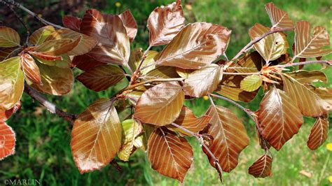 Copper Beech Tree - North American Insects & Spiders